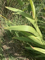Iris domestica