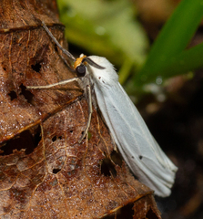 Coscinia chrysocephala