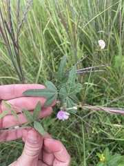 Epicauta atrata