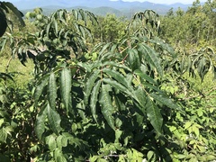 Sambucus racemosa