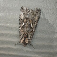 Autographa