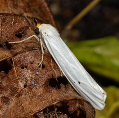 Coscinia chrysocephala