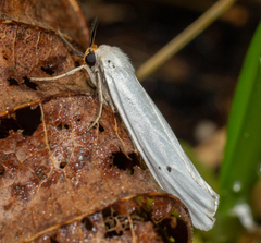 Coscinia chrysocephala