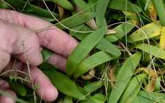 Tulbaghia