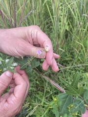 Epicauta atrata