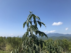 Sambucus racemosa