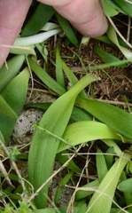 Tulbaghia