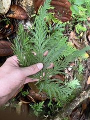 Selaginella flabellata