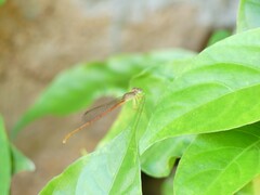 Ceriagrion