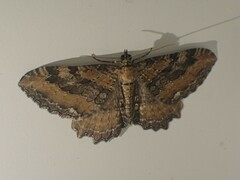 Rheumaptera meadii