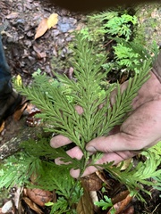 Selaginella flabellata