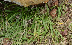 Tulbaghia