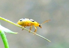 Diabrotica litterata