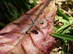 Brachythemis leucosticta