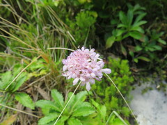 Scabiosa nitens