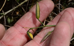 Albuca