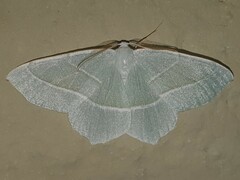 Campaea margaritaria