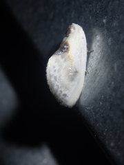 Cilix hispanica