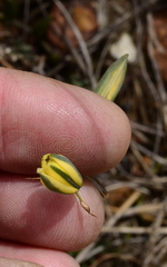 Albuca