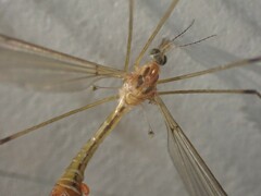 Hesperotipula