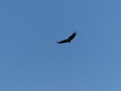 Haliaeetus vocifer