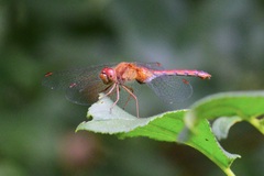 Sympetrum vicinum