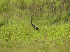Ardea purpurea