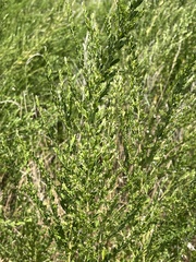 Lespedeza cuneata