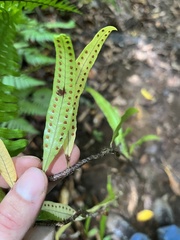 Microgramma lycopodioides