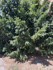 Taxus cuspidata