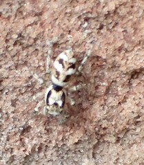 Salticus scenicus