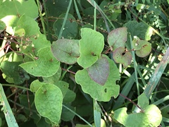 Fallopia cilinodis