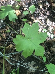 Hydrophyllum canadense