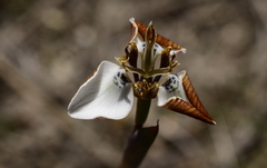 Moraea unguiculata