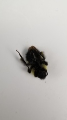 Bombus vagans