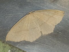 Cyclophora