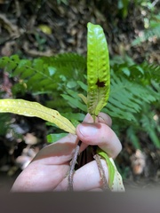 Microgramma lycopodioides