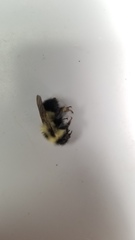 Bombus vagans