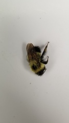 Bombus vagans