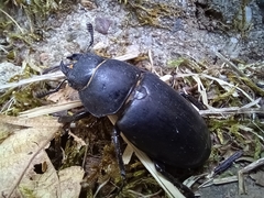 Lucanus cervus