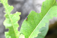Tetraopes umbonatus