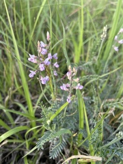 Astragalus hypoleucus