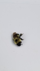 Bombus vagans