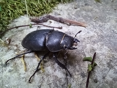 Lucanus cervus