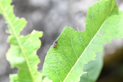 Tetraopes umbonatus