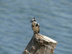 Ceryle rudis rudis