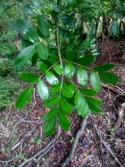Dermatophyllum secundiflorum