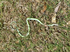 Philothamnus angolensis