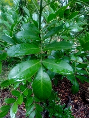 Dermatophyllum secundiflorum