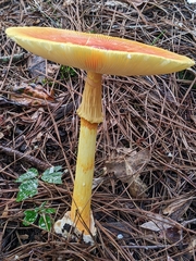 Amanita jacksonii